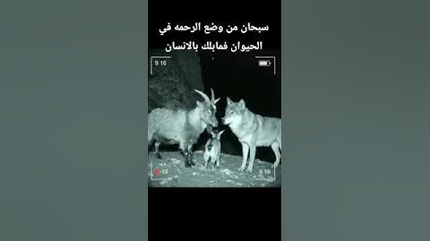 #قرآن #تلاوة_خاشعة #قران_كريم #اكسبلور #تيك_توك #لايك #دويتو #حالات_واتس #راحة_نفسية