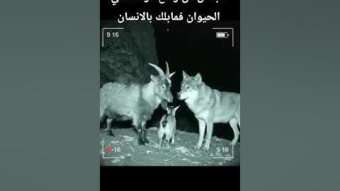 #قرآن #تلاوة_خاشعة #قران_كريم #اكسبلور #تيك_توك #لايك #دويتو #حالات_واتس #راحة_نفسية