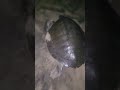 #beautiful big turtle 🐢#