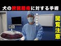 犬の脾臓腫瘤切除