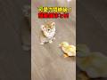 可愛さ悶絶級! #猫 #cat #cats #cute