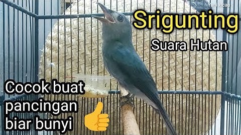 Srigunting Abu Abu Gacor Efektif buat pancingan srigunting biar bunyi