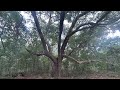 Strings - Classical Ambient Tone for Deep Focus, Relaxation, and Grounding