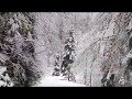 In the snow-covered forest - В заснеженном лесу.