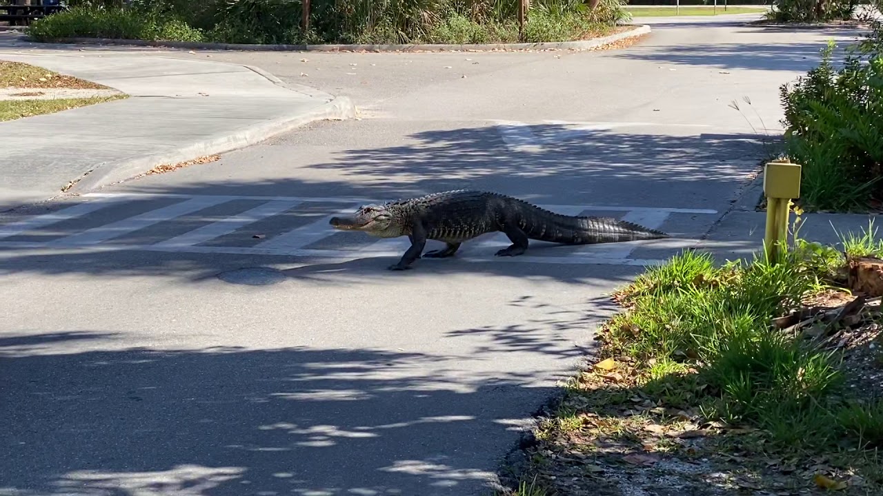 Alligator crossing Wildlife Drive in Ding Darling on Sanibel Island, Florida.