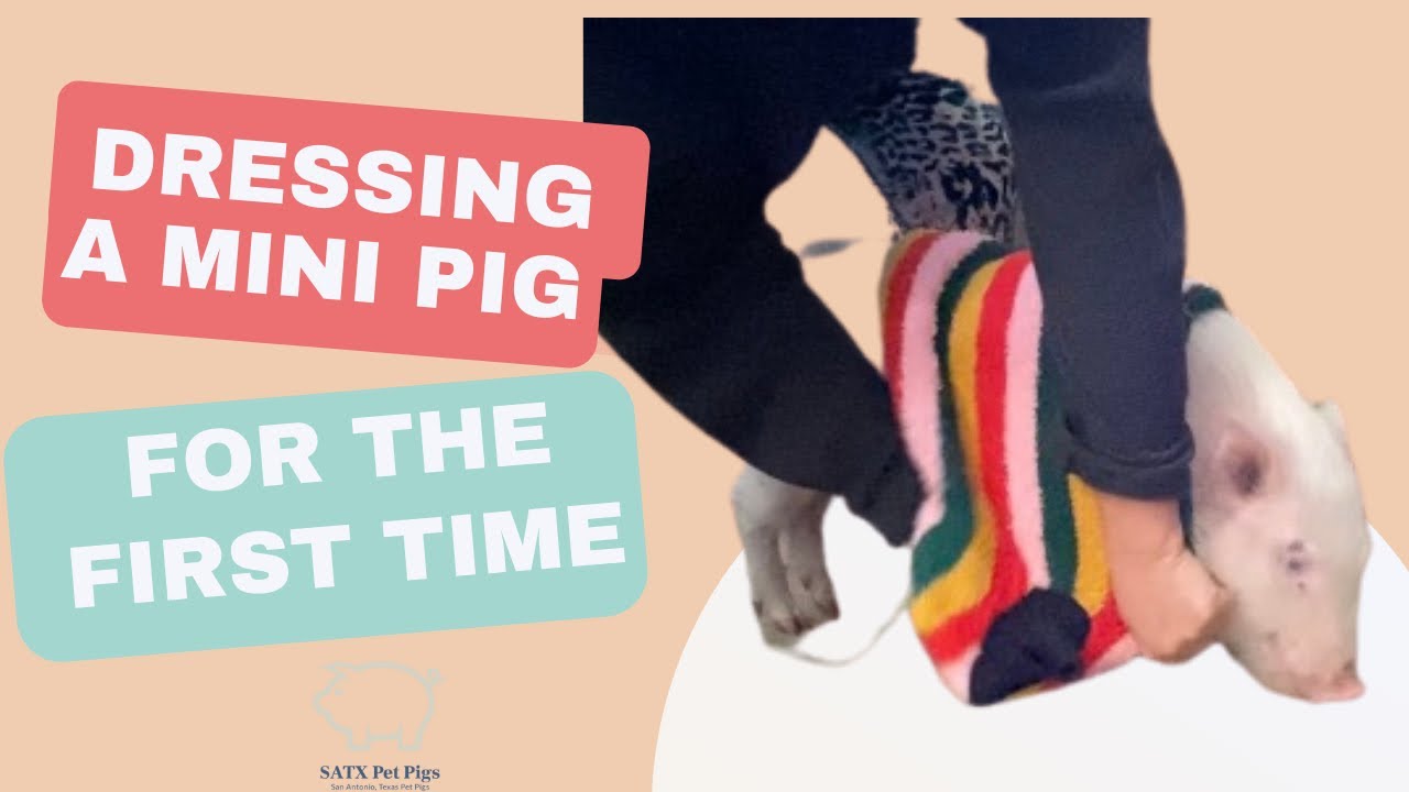 Dressing a Pig in Clothes for the First Time SATX Pet Pigs YouTube