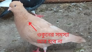 কবুতরের ওকুন ও মাছি তারানোর ওপায়।