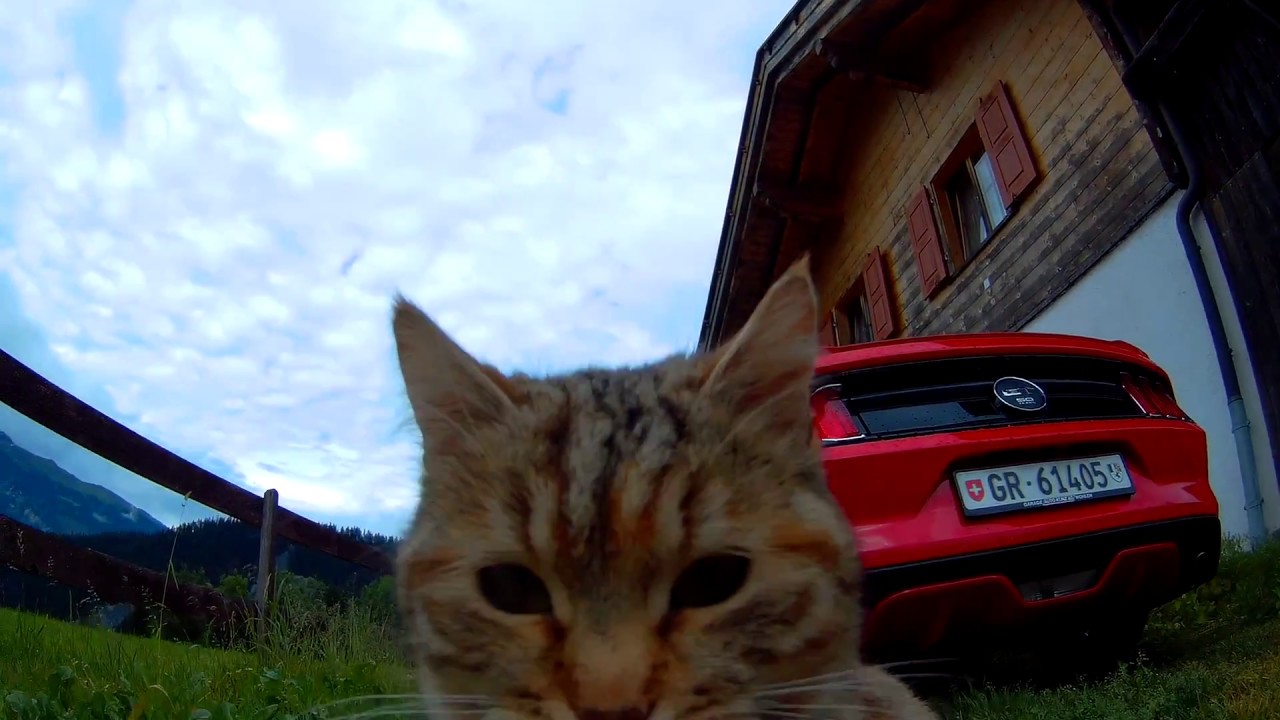 Drone and cat assistant - YouTube