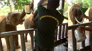 Milk feeding to hungry tummies of orphaned Baby Elephants | Humanity still alive