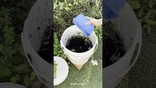 How to make compost at home #compost #garden #gardening