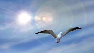 Armas Seagulls Of Doom