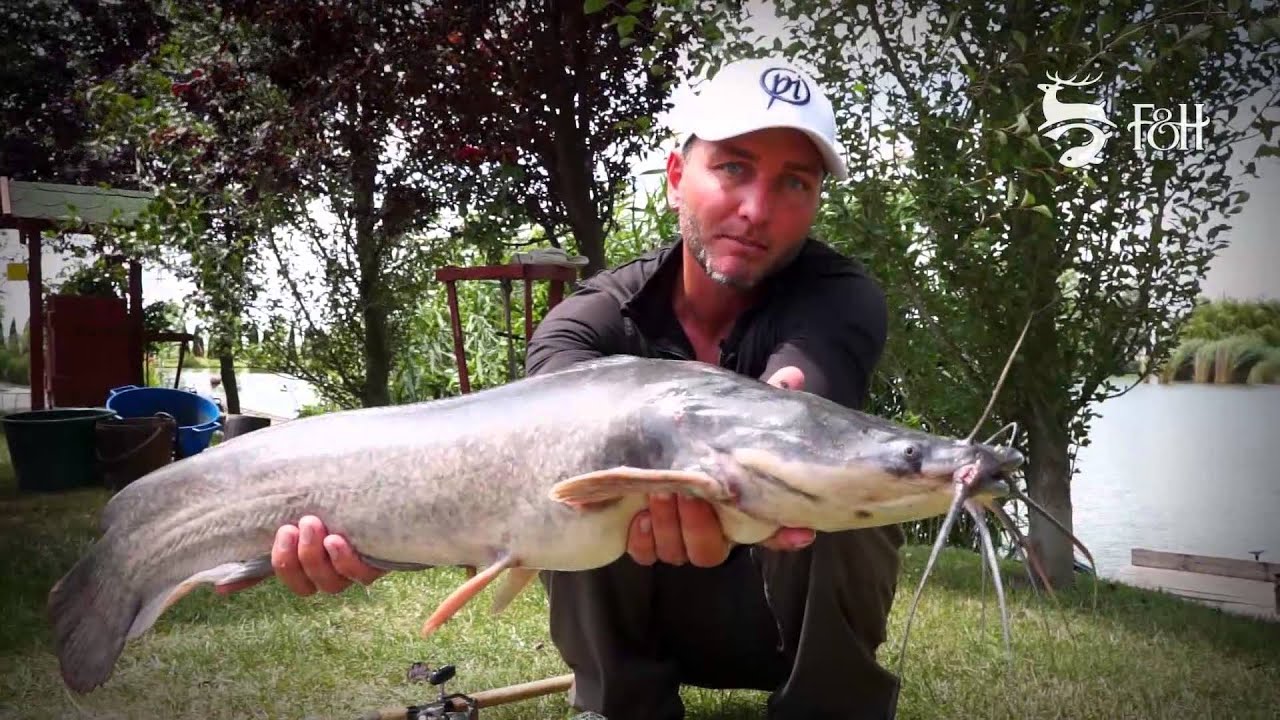 FEEDERMANIA - Afrikai harcsahorgászat