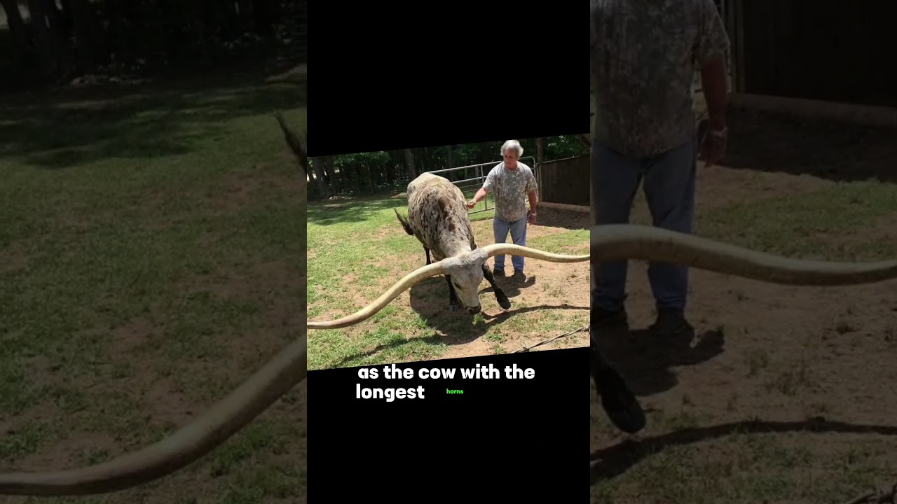 The world's longest horned animal... 