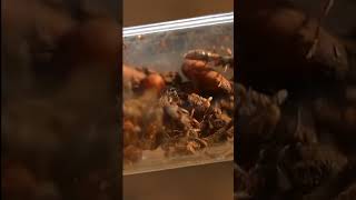 Dracula Ant Discovery (Part 1)
#shorts #acfamily #antloveforever #ants #antscanada Dracula Ant Discovery (Part 1)