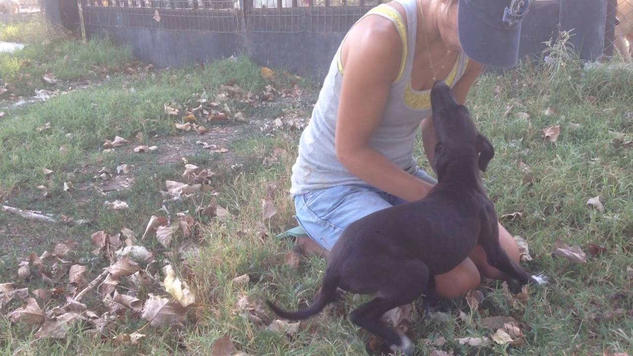 Hundegarten Serres e.V. - Ronda