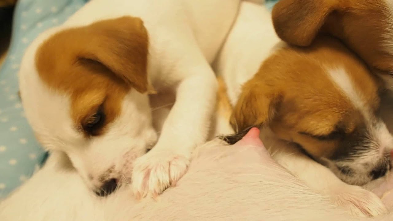 オッパイをチュパチュパする子犬たち YouTube