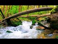 心も身体も浄化される川のせせらぎ,小鳥のさえずり【大自然,勉強,作業,集中,睡眠,癒し,瞑想,リラックス,赤ちゃん寝かしつけ,高音質,落ち着くBGM,自律神経を整える,ASMR】