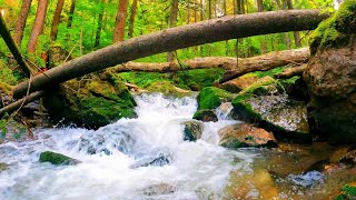 The sound of a river that purifies the mind and body, the voice of a bird [study, work, sleep, ASMR]