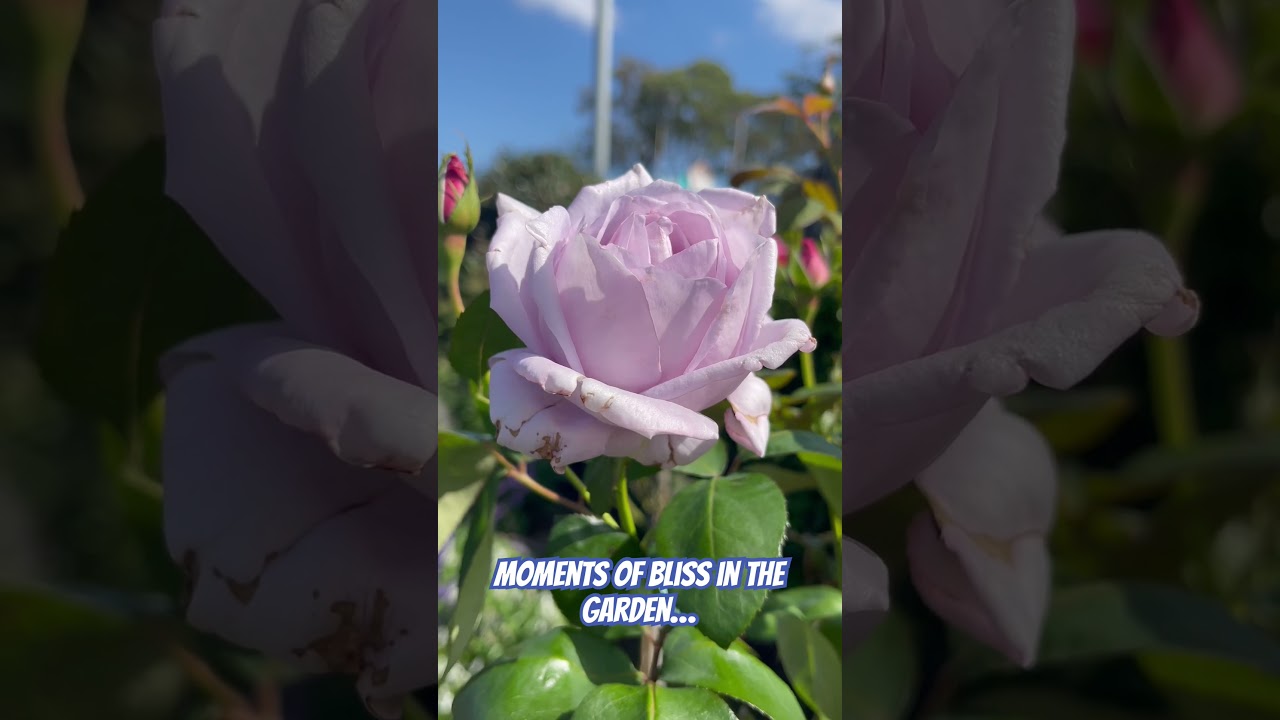 Moments of bliss in the garden…