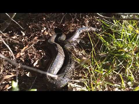 Python in my back yard