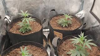 Wedding Cheesecake, Cookies Gelato & Orange Juice Garden Update #3