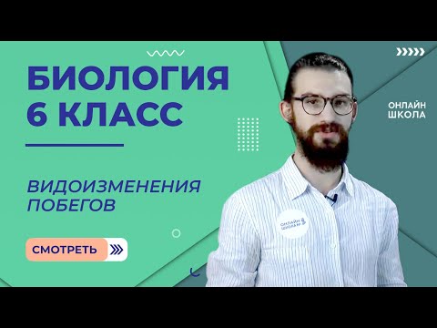 Видоизменения побегов. Урок 10. Биология 6 класс