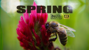 Spring - (Official Music Video by Leslie Moor)