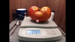Laras Giant Tomato Seeds Available At Bounty Hunter Seeds