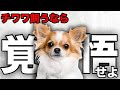 【解説】迎える前に1度見て!チワワの魅力や注意点について教えます!