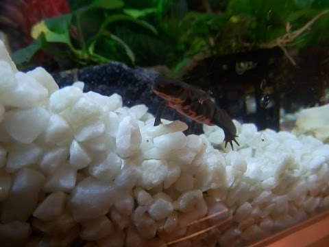 reptiles concept Contest winner&fire belly newts feast