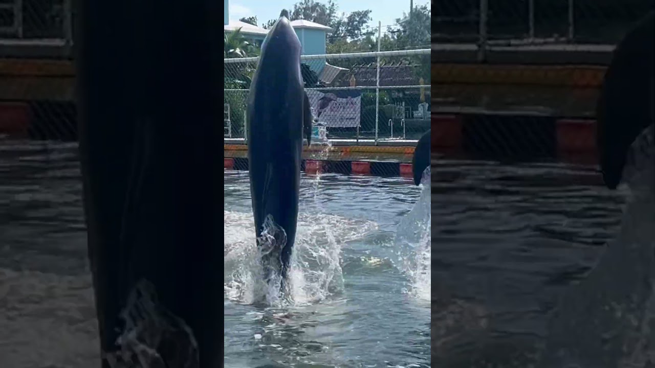 YouTubeでdolphin joy 🐬🌊💜 #dolphin #play #spiritanimalを視聴 YouTubeでdolphin joy 🐬🌊💜 #dolphin #play #spiritanimalを視聴