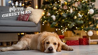 Relaxing Christmas Ambience 🎁 Christmas Music 2023, Christmas Carols, Heavenly Christmas Music