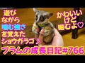 【遊びながら噛む強さを覚えるショウガラゴ プラム＆ぱんじろうの遊び方♡】Bushbaby Plum's Growth Diary ショウガラゴ プラムの成長日記 766