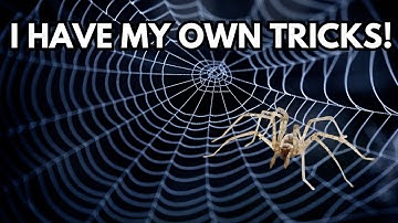 How do spiders avoid getting tangled in their own webs?