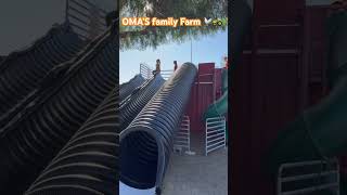 🚜🐓🌾 the best place for kids to have fun Oma’s Family Farm 🐑 #farm #pumpkinpatch 🎃