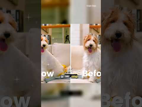 Where Does the Fur Go? A Dog Grooming Vacuum Demo video thumbnail