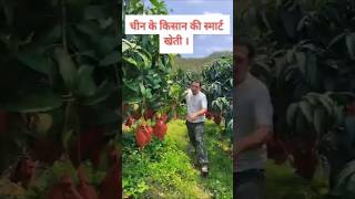 #farming #farmer #organicfarming  #agriculture #mangofarming