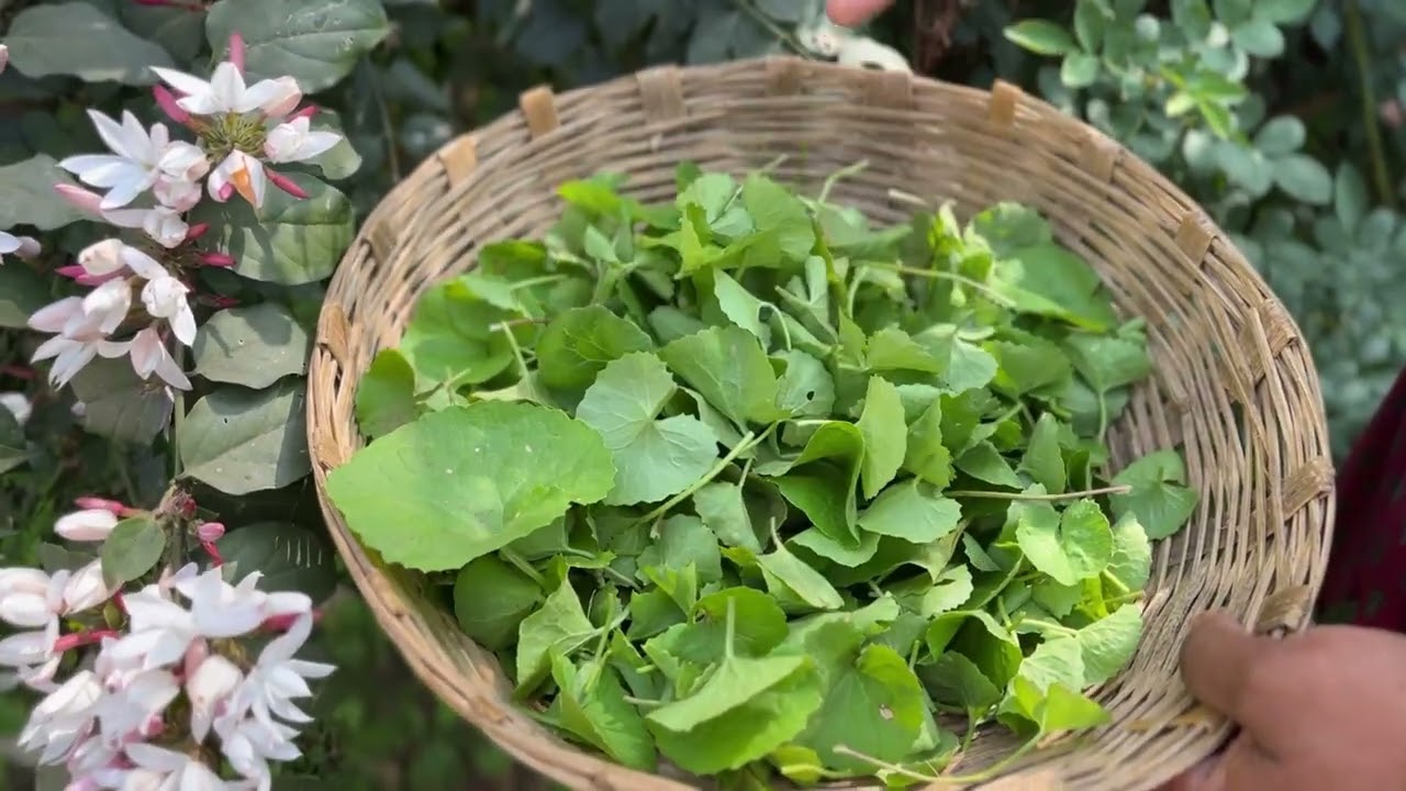 आयुर्वेदिक गुणों से भरपूर बेंग साग की चटनी दिमाग ही नहीं पूरे शरीर को  देगी ताकत /Brahmi Ke Chutney