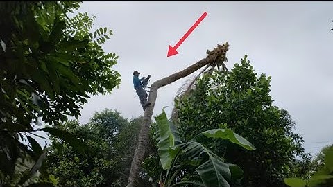 Cưa cây dừa gần nhà nhiều trái .Cưa cây gần nhà kỹ thuật cao