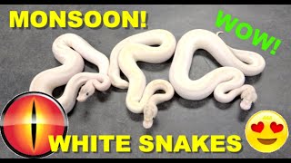 White Ball Pythons! Bonus White Monsoon with Blacklight