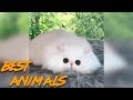 Best Animals Coub #1 | Лучшие кубы с животными #1 (Ноябрь 2018)