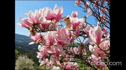 سورة الفاتحة محمد مكى # قران_الكريم# القران الكريم كاملا بصوت محمد مكى