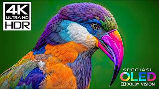Absolutely the Best OLED HDR Test Ever | Dolby Vision 16K HDR 240fps (8K/4K Video TV)