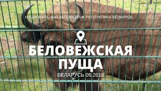 Беловежская Пуща 2018