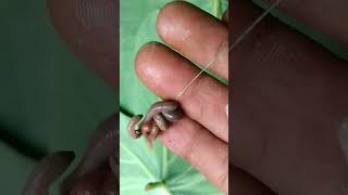 Cara pasang umpan cacing pada mata kail