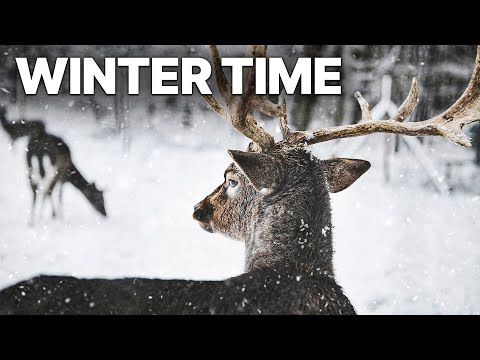 Winter Time In Nature Forests Inhabitants