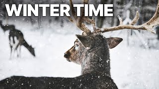 Difficult Winter Time In Nature | Forests Inhabitants