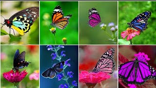 Beautiful Butterfly Dpz, Images, Photo,Pic,Wallpapers HD Pictures screenshot 4