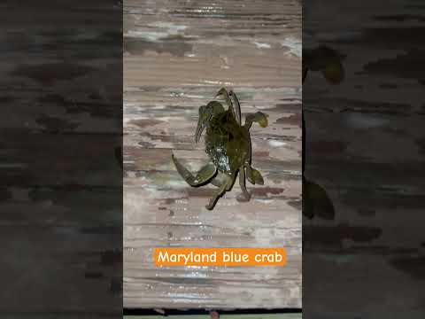 Beau's First Crab Catch in Ocean City Beau's First Crab Catch in Ocean City