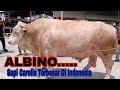 PROSES TURUN SAPI!! ALBINO SAPI CAROLIS TERBESAR DI INDONESIA kontes kerawang 2023